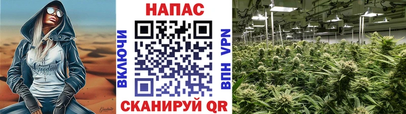 Марихуана план  Купить закладки  Камышлов 